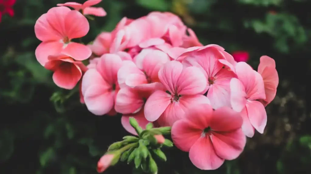 Geraniums