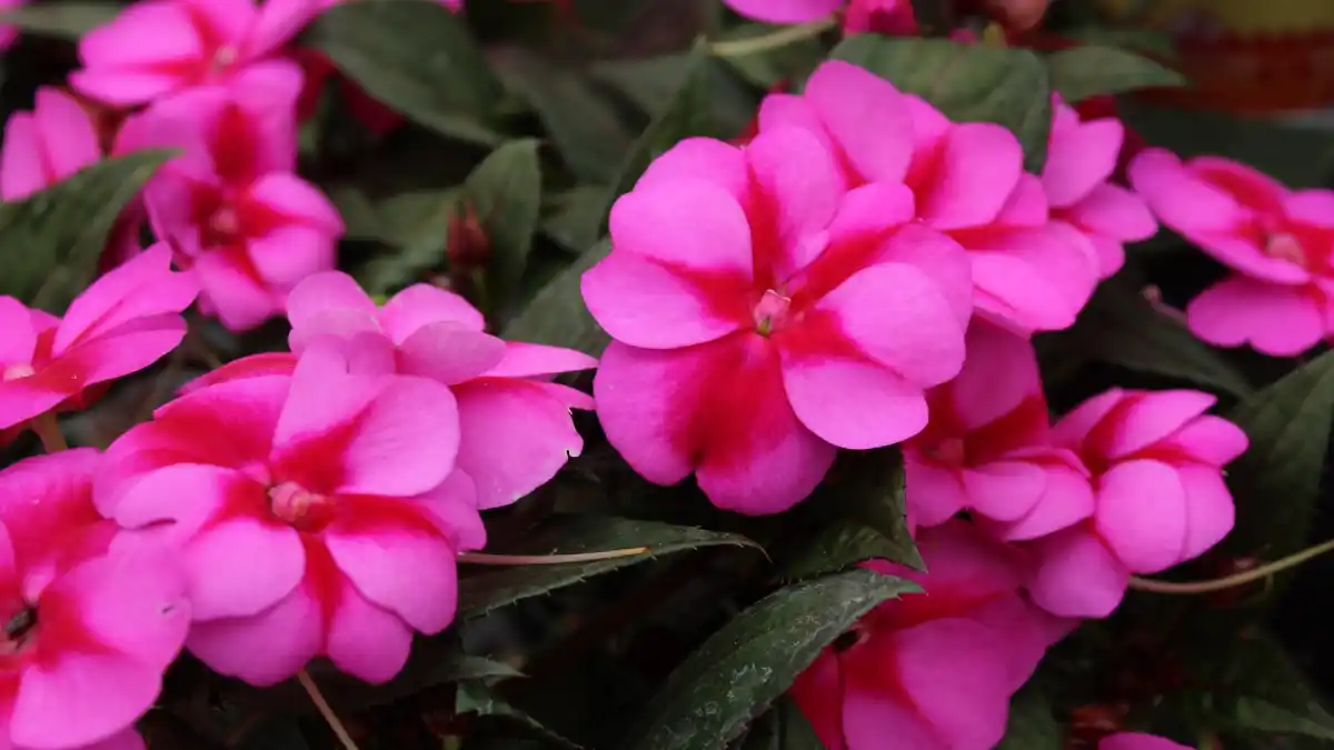 Impatiens flowers