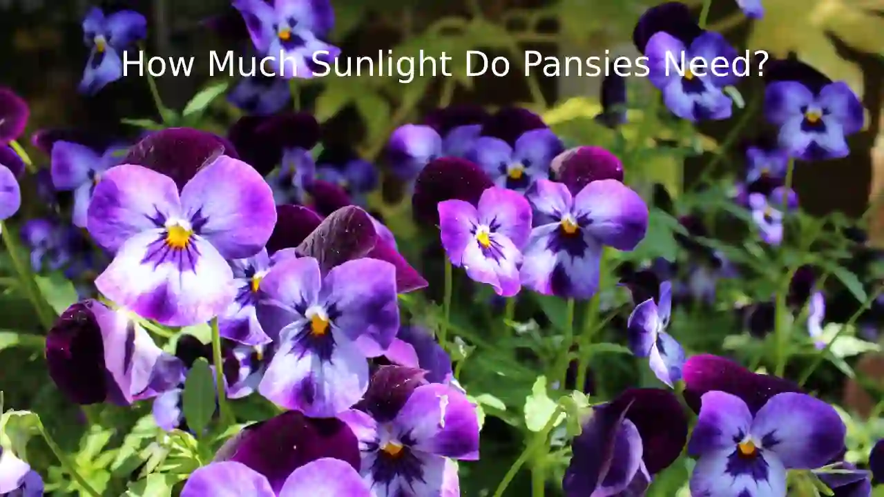 sunlight requirements for pansies