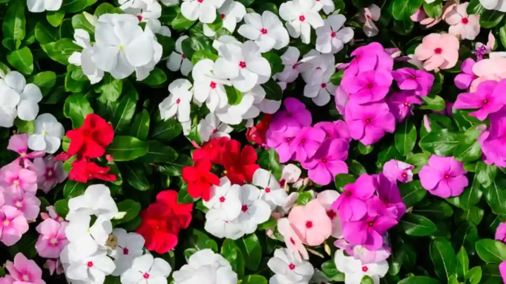 Healthy blooming impatiens