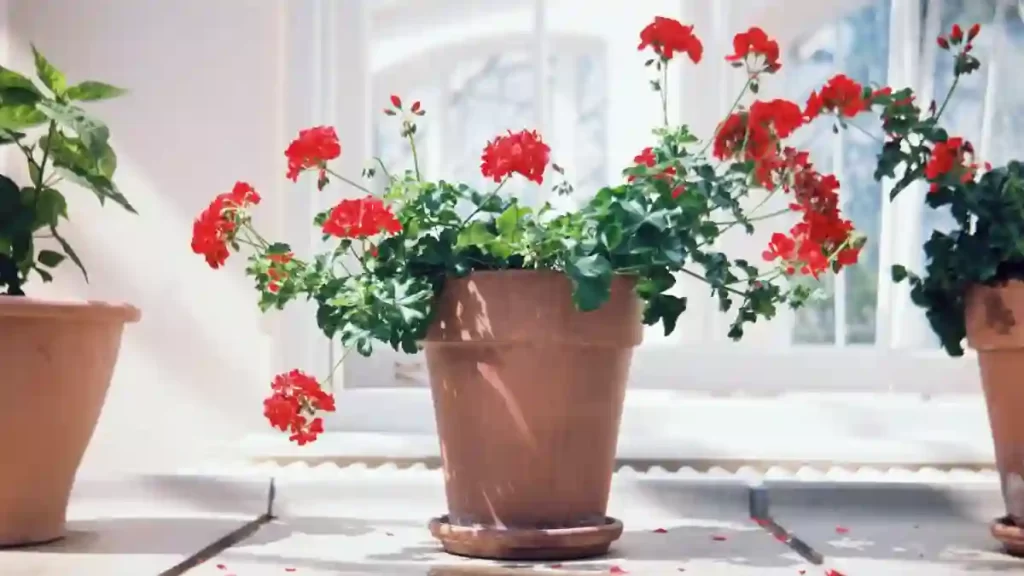 Geraniums in the flower pot