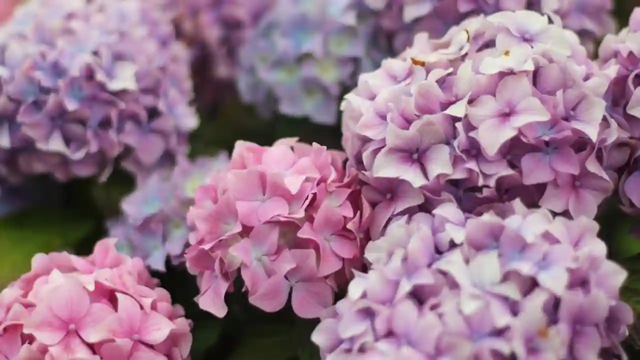 how much sun do hydrangeas need