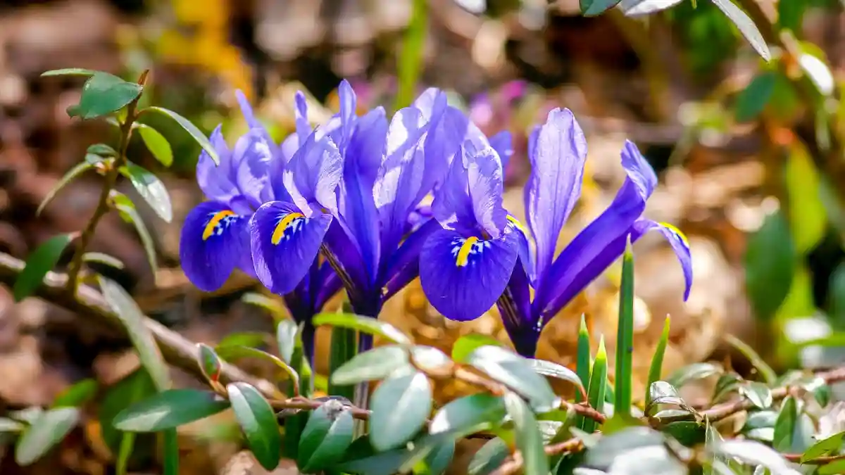 how much sunlight do irises need