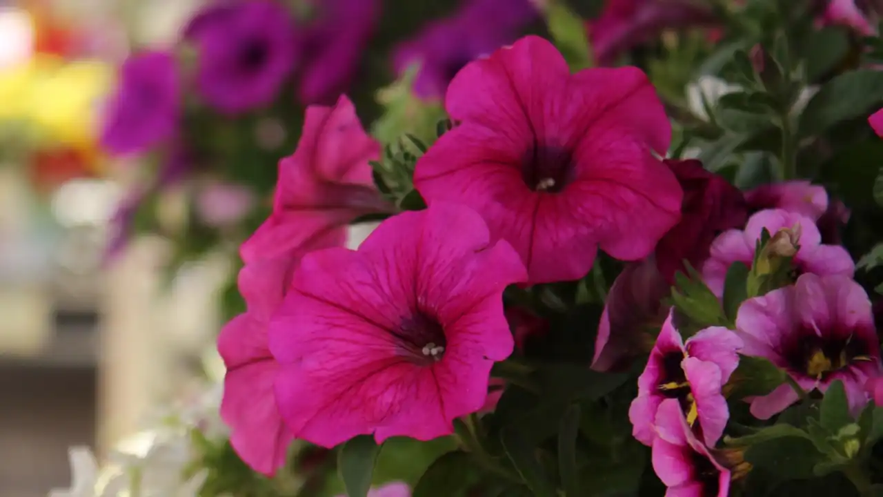 do petunias need full sun