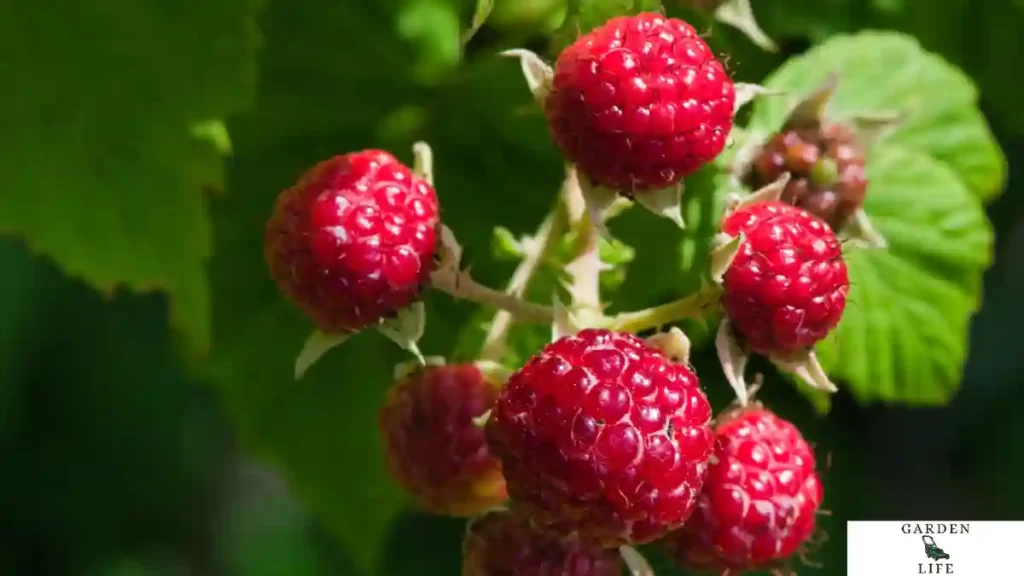 raspberries