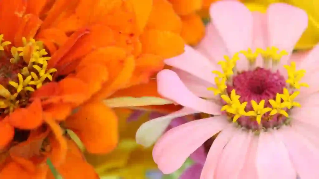 zinnias orange and pink