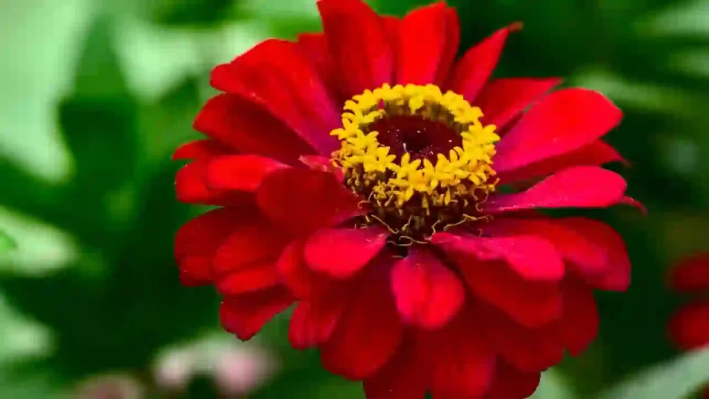 blooming zinnia