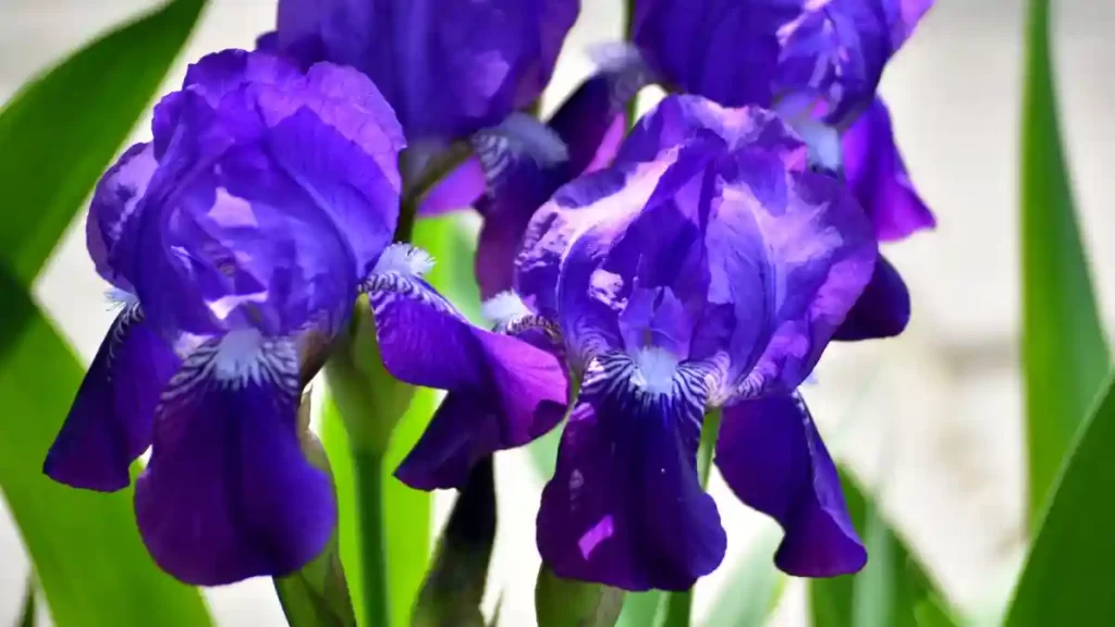 voilet irises