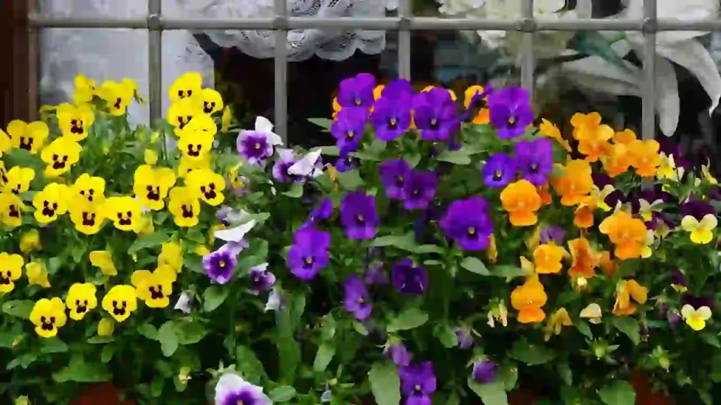 pansies growing area