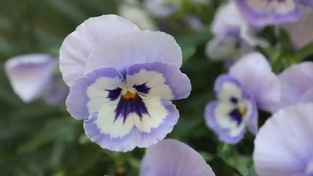 pansies sunlight requirements