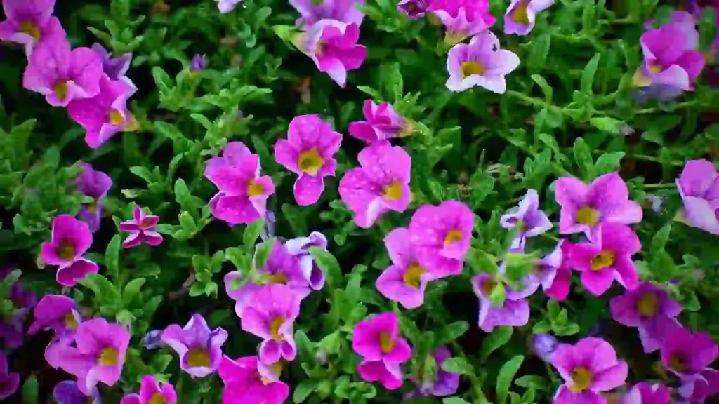 petunias flower bed