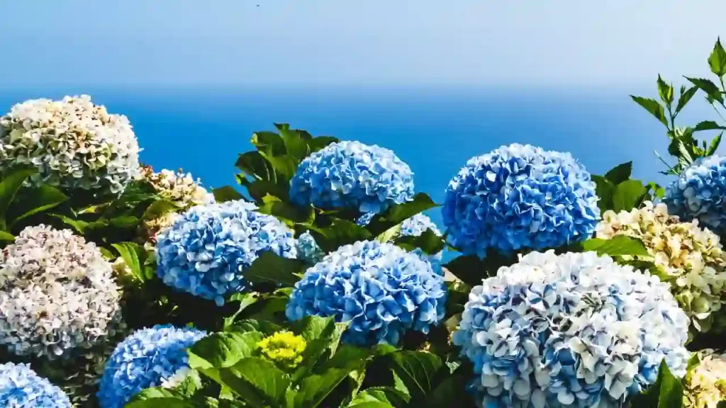 hydrangeas grown in sun