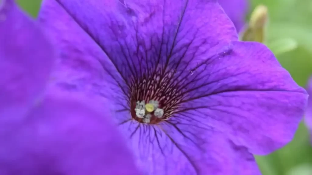 full grown purple petunias