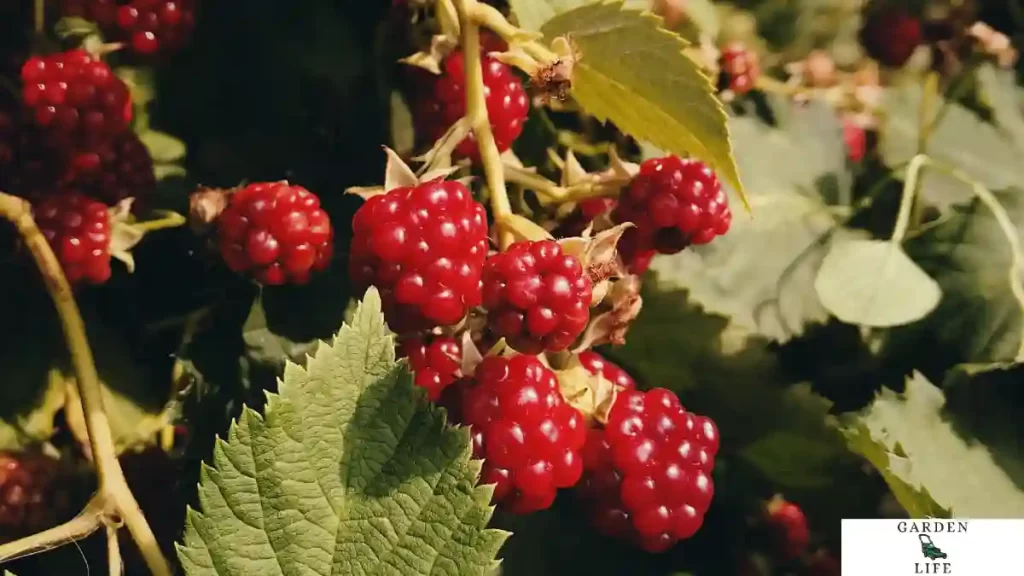 raspberries growth in sun