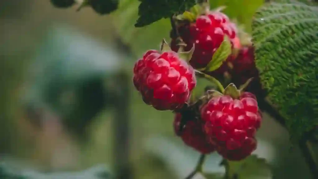 raspberries in shade