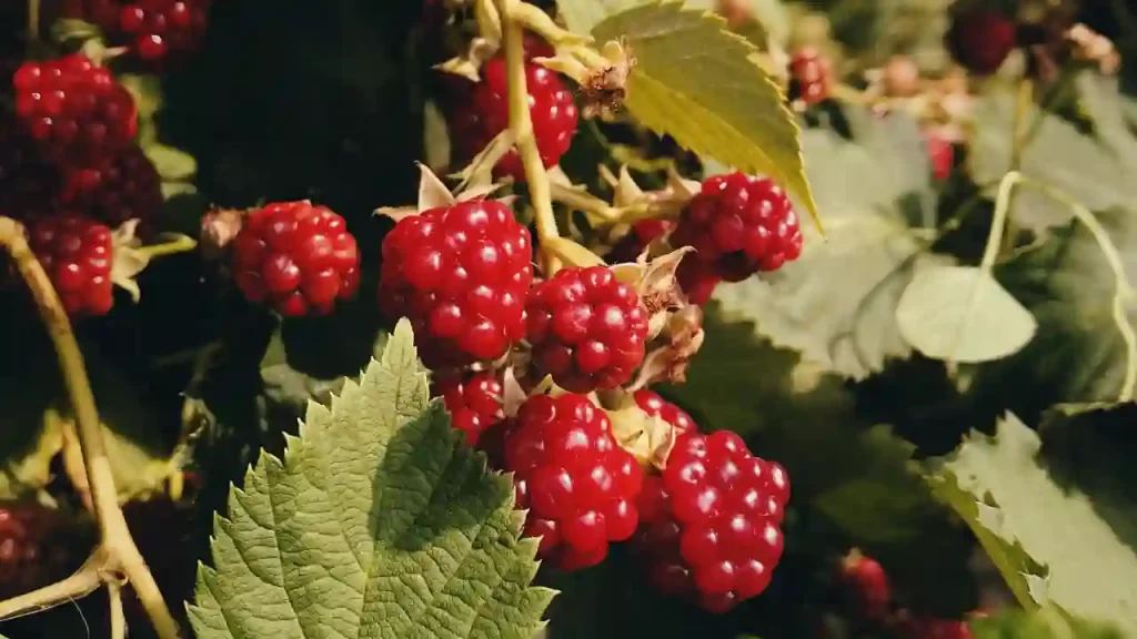 can raspberries grow in direct sunlight