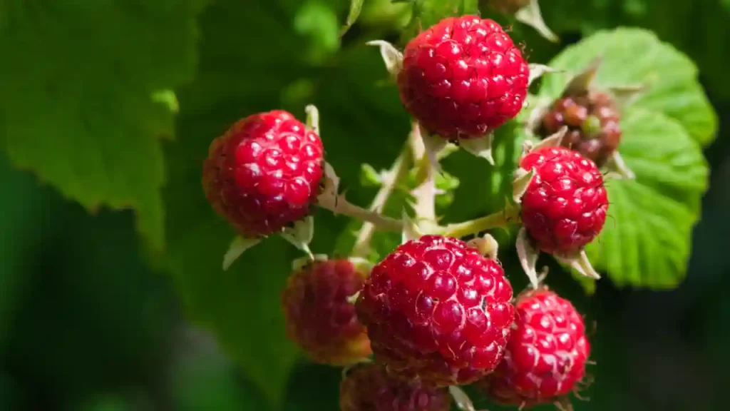 do raspberries need full sun