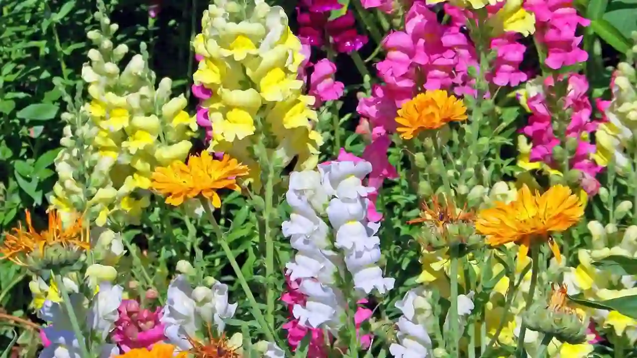 blooming snapdragon