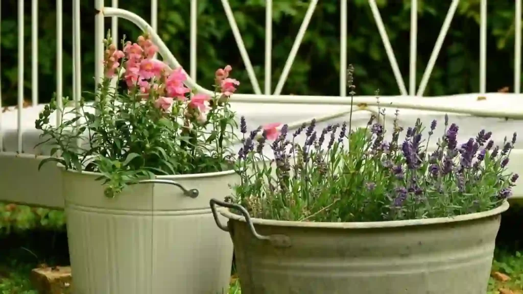 snapdragon flowers in flower pots