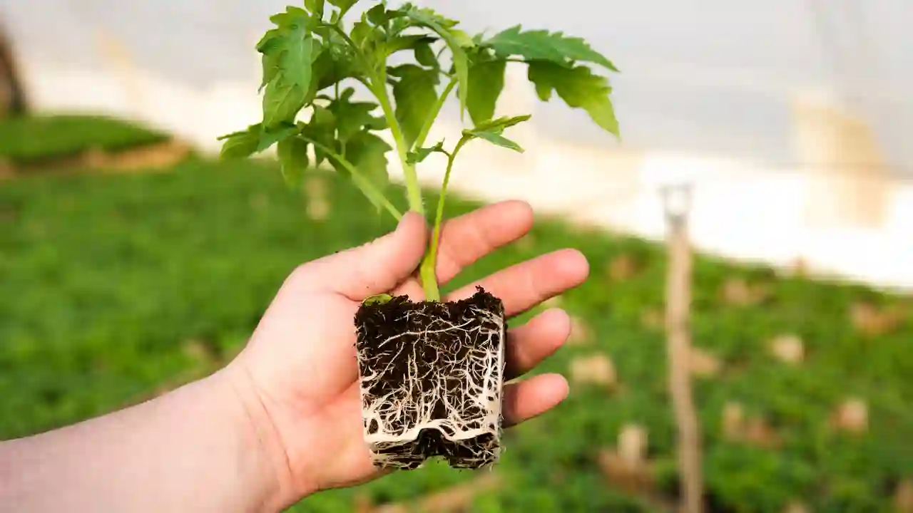 How deep do tomato root grow