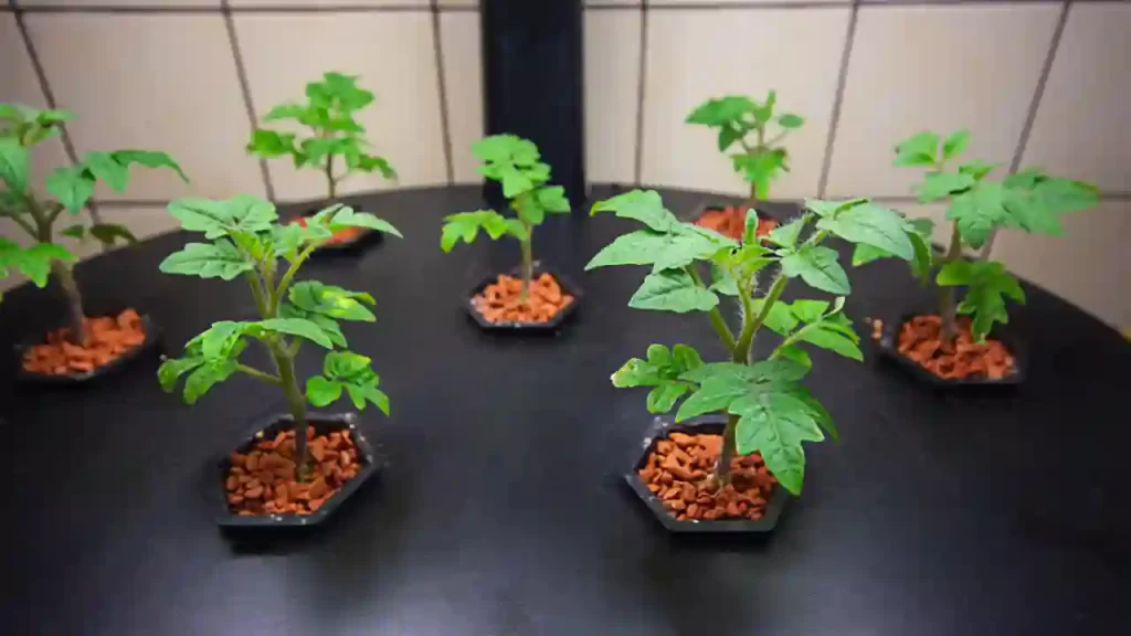 growing tomatoes indoor