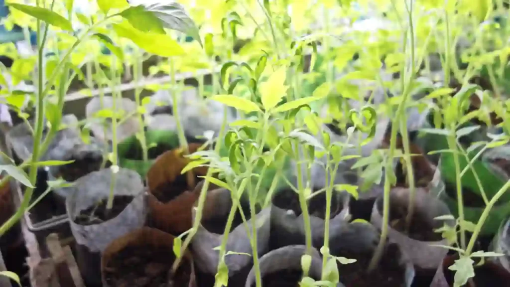 How Do You Germinate Tomato Seeds Fast