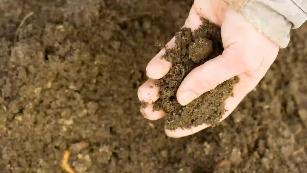 type of soil