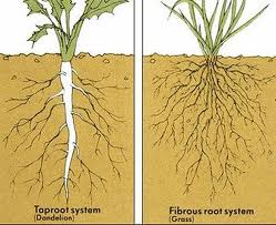 Tap and fibrous root