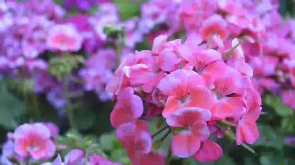 Why Are My Geraniums Not Flowering