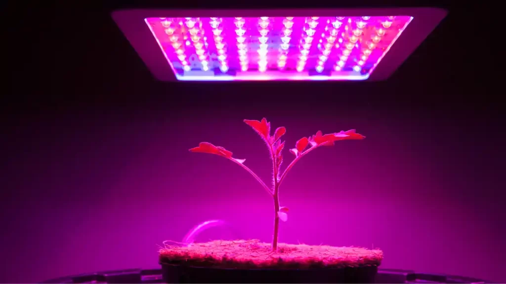 grow lights for tomato plant