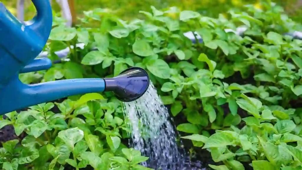 way to water a geranium plant