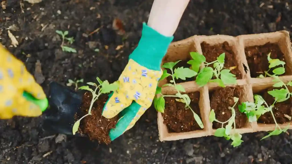 replant geranium