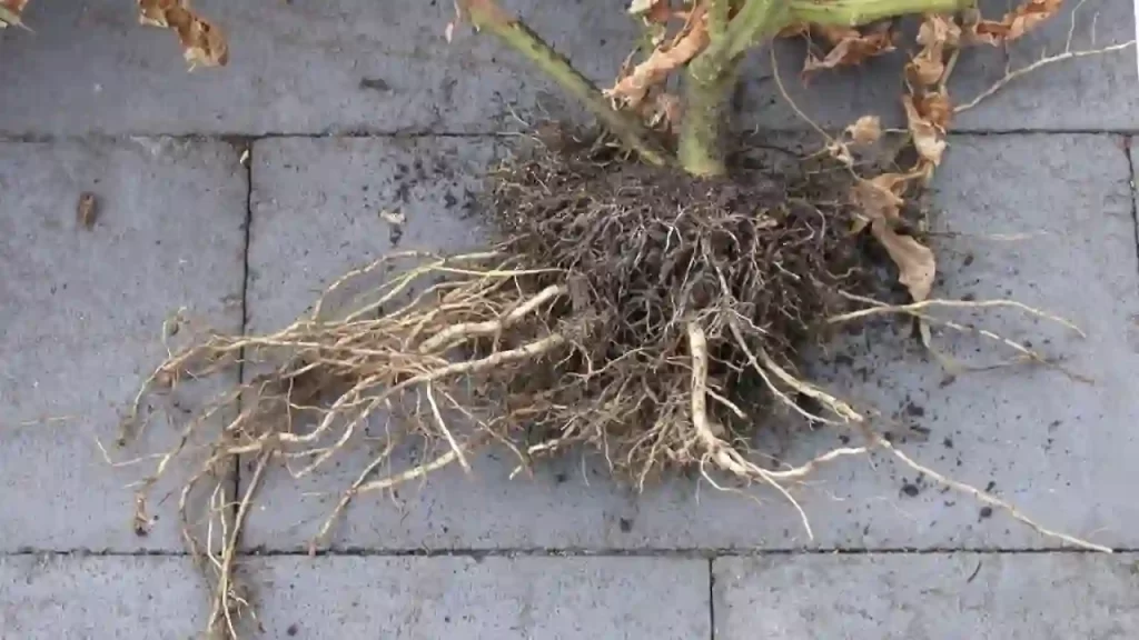 tomato plant roots