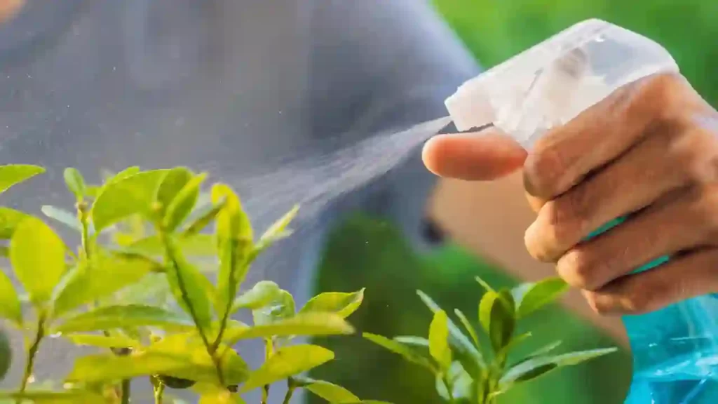 Use a spray bottle to moisten the soil