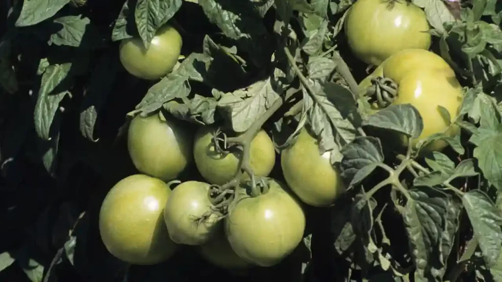 green unripen tomatoes on the vine