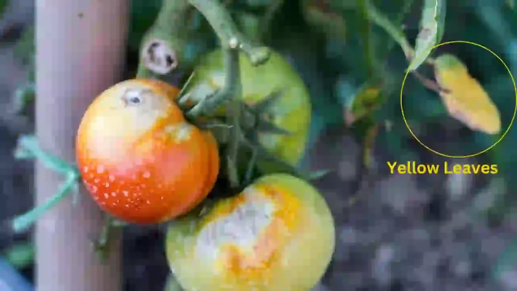 overwatered tomato yellow leaves