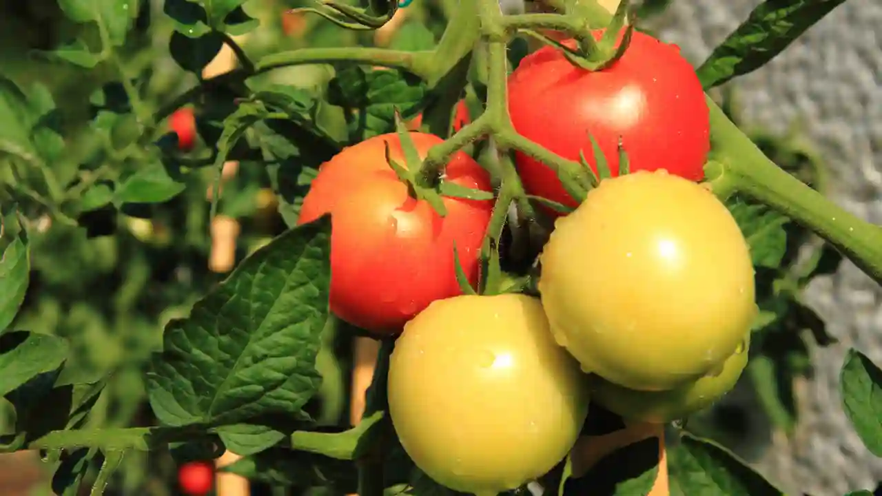 Do Tomato Plants Need Full Sun To Grow?