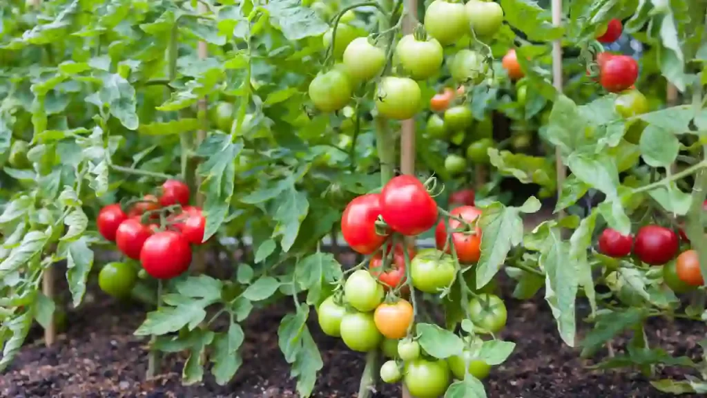 tomato thrive with bone meal use