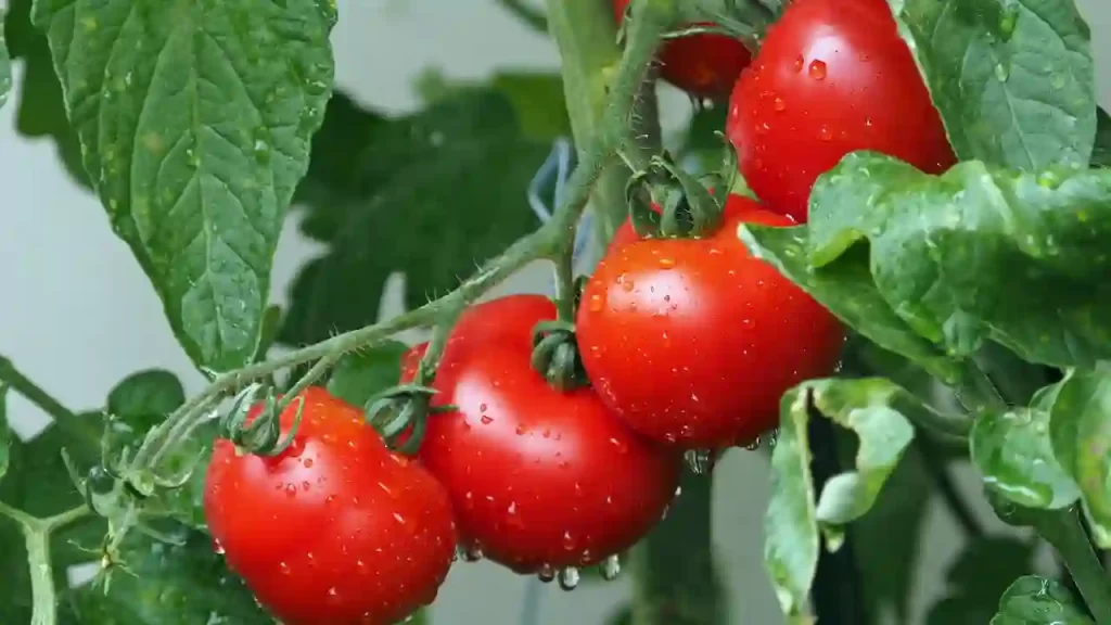 techniques to prevent tomatoes rot