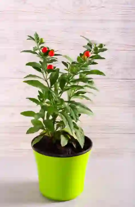 Protect tomato plant from chilly weather by Bringing them Indoors