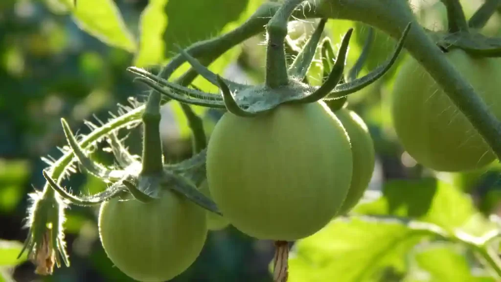 green tomatoes that won't ripen