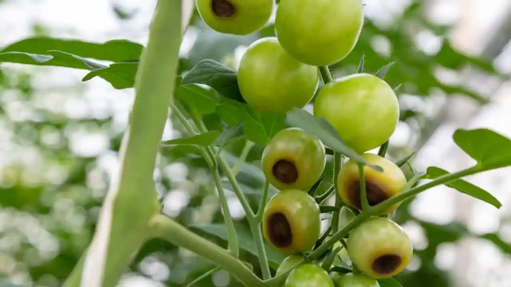 Lack of calcium in tomato