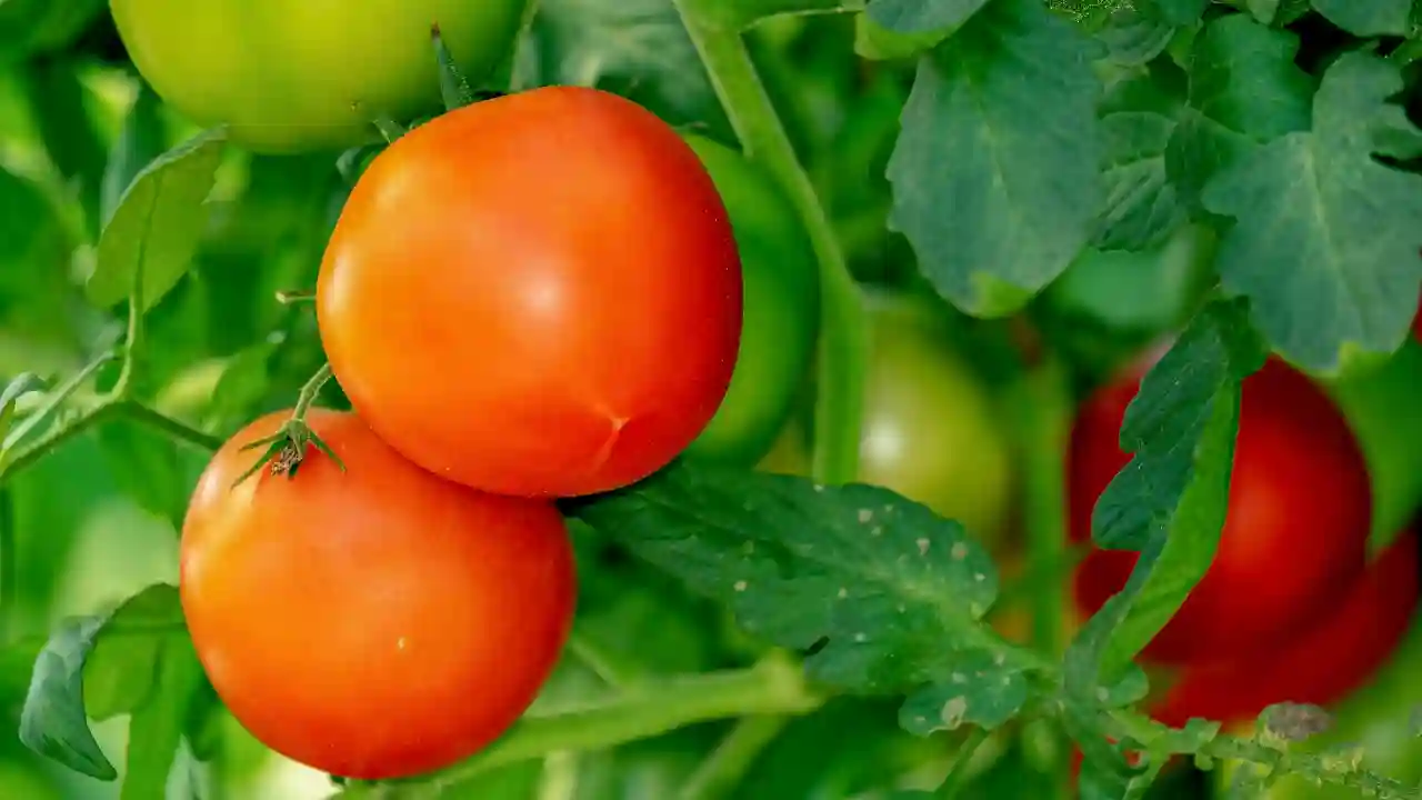 Why Are My Tomatoes Not Ripening or Turning Red?