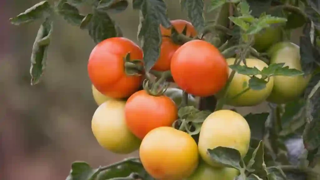 how-long-do-tomato-plants-live-gardentoollife