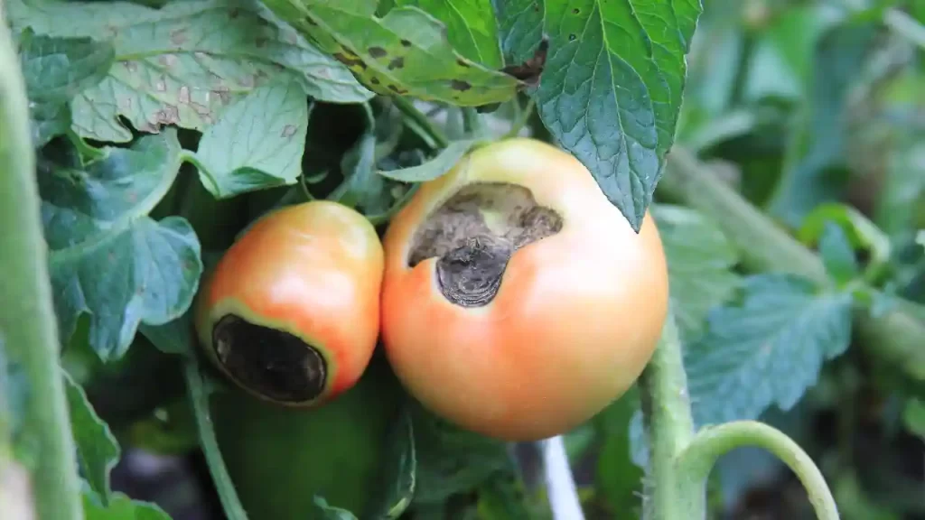 tomatoes rotting on the plant