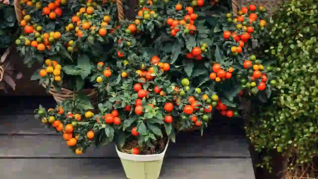 How To Extend Your Tomato Plant's Life