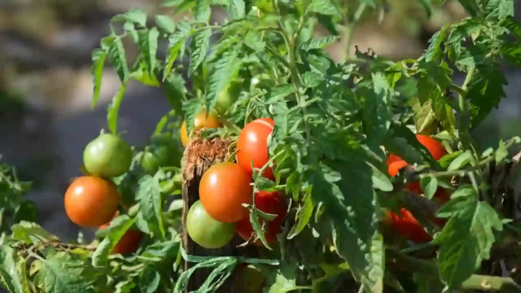 lifespan of tomato plant