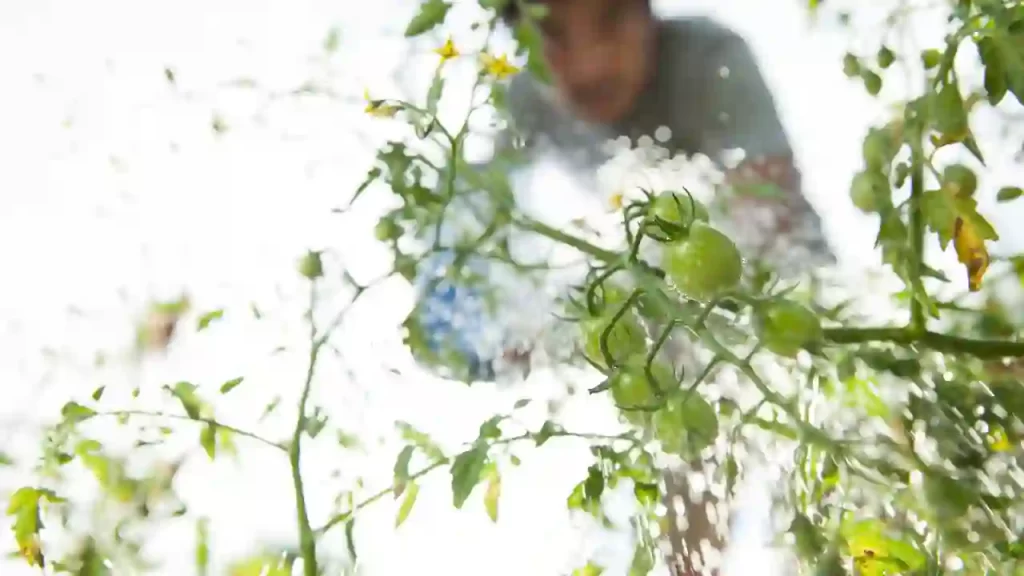 How Do You Know If Tomatoes Are Overwatered