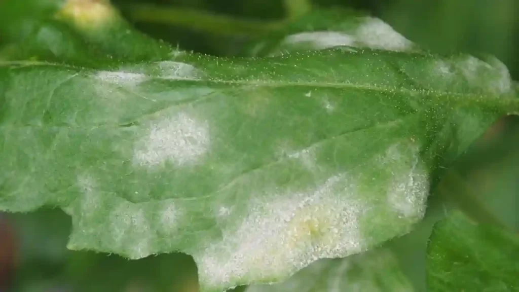 Powdery Mildew fungal disease