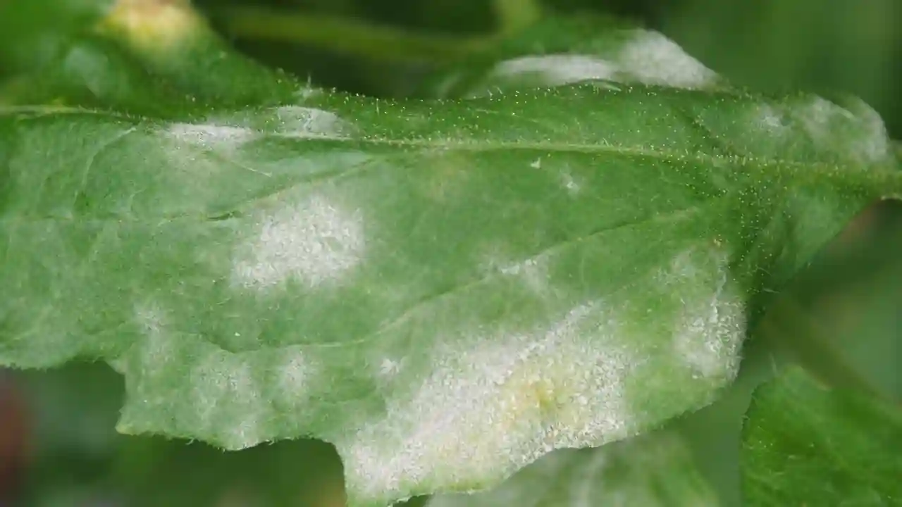 White Spots on Tomato Leaves: What They Mean and How To Prevent